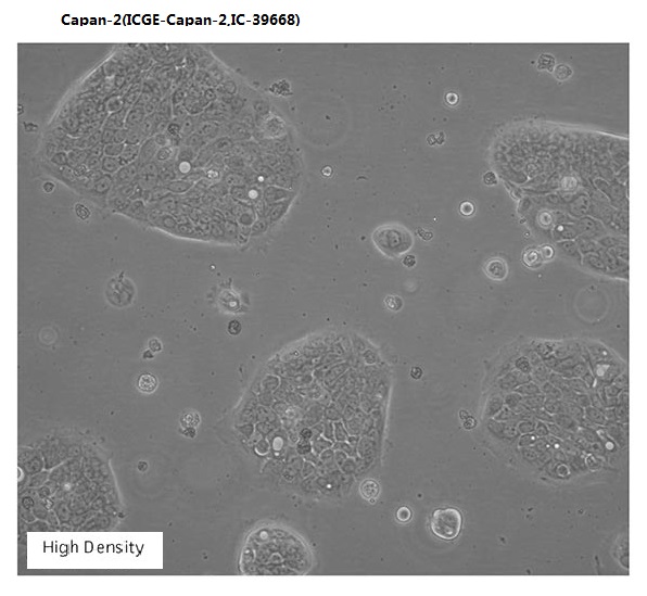 Capan-2(ICGE-Capan-2,IC-39668)