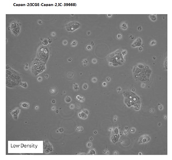 Capan-2(ICGE-Capan-2,IC-39668)