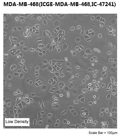 MDA-MB-468(ICGE-MDA-MB-468,IC-47241)