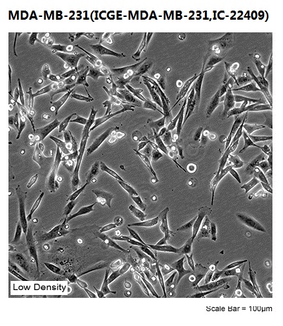 MDA-MB-231(ICGE-MDA-MB-231,IC-22409)