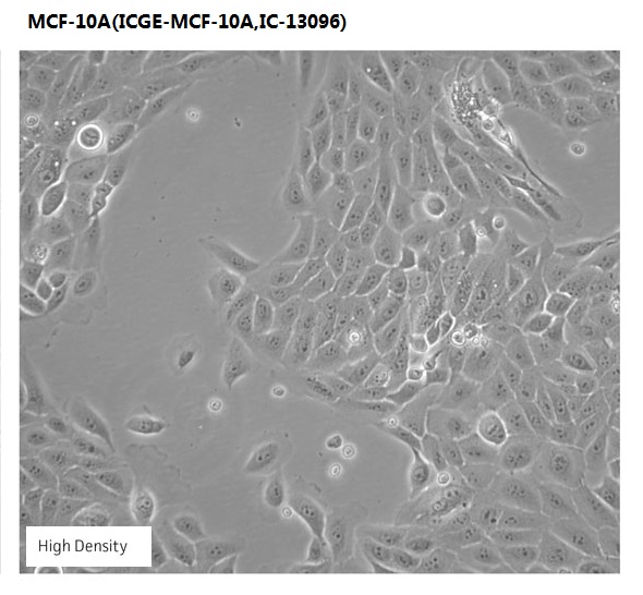 MCF-10A(ICGE-MCF-10A,IC-13096)