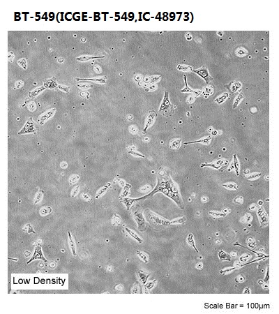 BT-549(ICGE-BT-549,IC-48973)