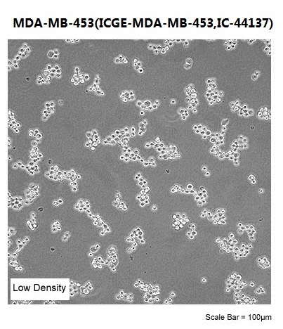 MDA-MB-453(ICGE-MDA-MB-453,IC-44137)