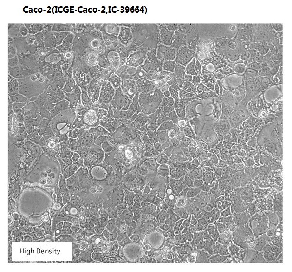 Caco-2(ICGE-Caco-2,IC-39664)