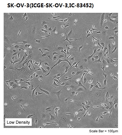 SK-OV-3(ICGE-SK-OV-3,IC-83452)