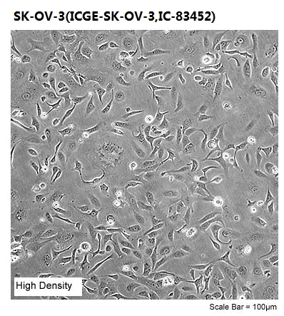 SK-OV-3(ICGE-SK-OV-3,IC-83452)