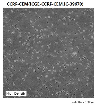 CCRF-CEM(ICGE-CCRF-CEM,IC-39670)