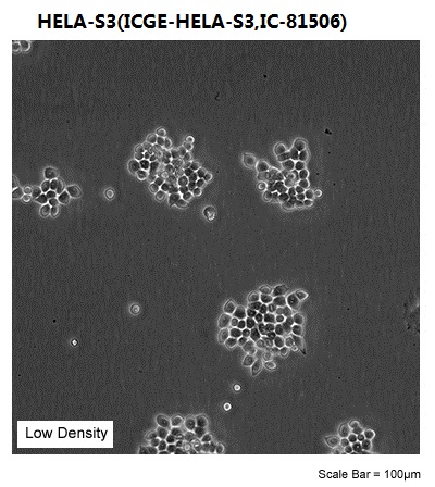 HELA-S3(ICGE-HELA-S3,IC-81506)