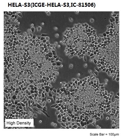 HELA-S3(ICGE-HELA-S3,IC-81506)