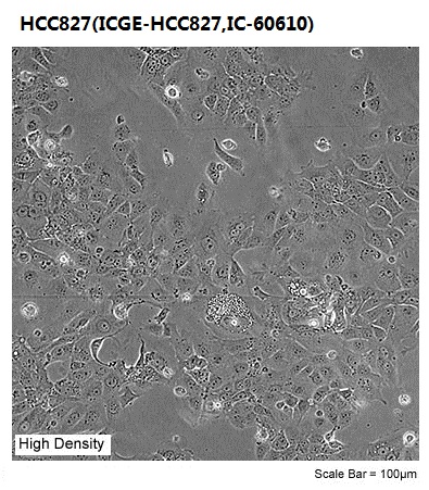 HCC827(ICGE-HCC827,IC-60610)