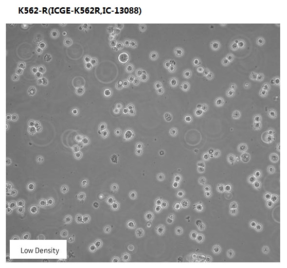 K562-R(ICGE-K562R,IC-13088)