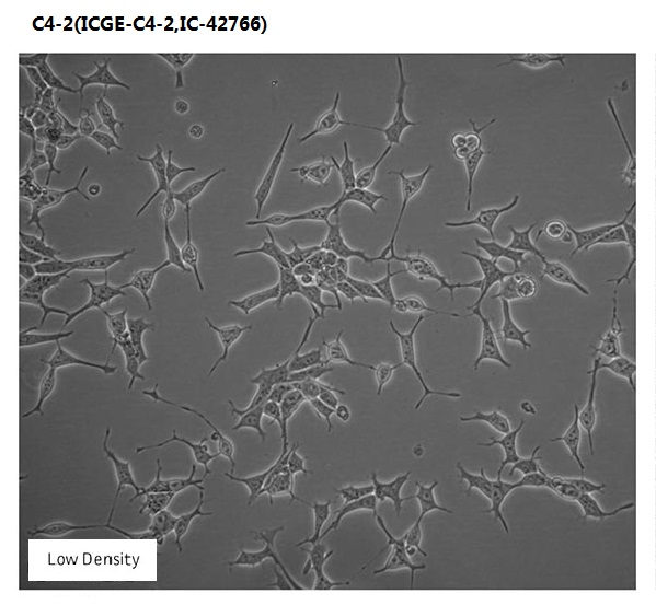 C4-2(ICGE-C4-2,IC-42766)