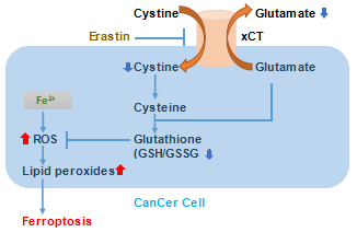 Ferroptosis Research