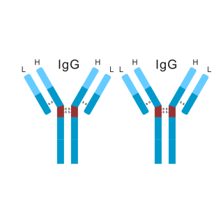 HRP-conjugated Goat Anti-Mouse IgG(H+L)	SA-10010