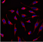 MitoTracker Red CMXRos For Live Cells,IC-1558